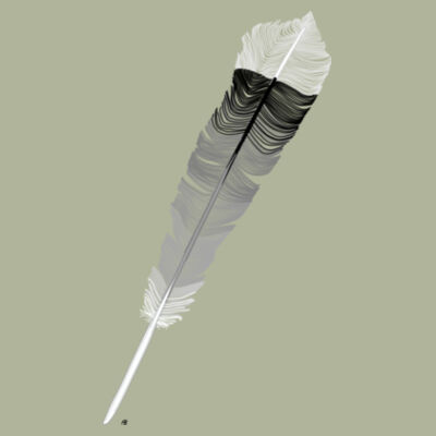 NZ Huia Feather Design