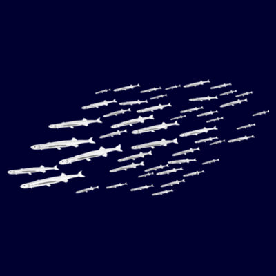 Whitebait Run Design